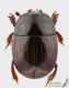 Histeridae2_d_s.jpg