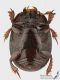 Histeridae2_v_s.jpg