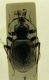 cychrus 04.jpg