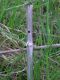 Agapanthia_osmanlis_exit hole.JPG