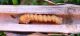 Agapanthia_osmanlis_larva.JPG