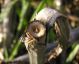 Agapanthia_osmanlis_stem02.JPG