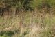 Agapanthia_osmanlis_host plant.JPG