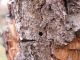 Clytus_tropicus_exit_hole.JPG