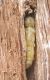 Clytus_tropicus_pupa.JPG
