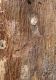 Clytus_tropicus_pupal_cell_exit.JPG