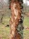 Clytus_tropicus_host_plant.JPG