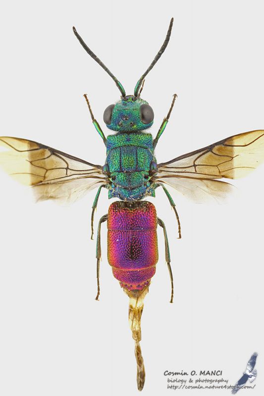 Chrysididae_s.JPG