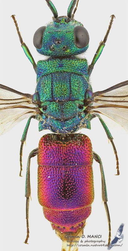 Chrysididae_det_s.jpg