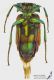 Chrysididae1_v_s.jpg