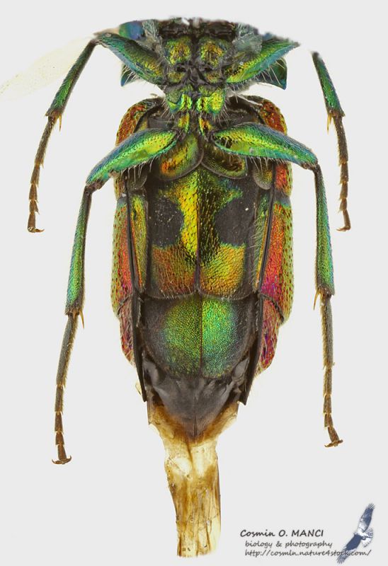 Chrysididae1_v_s.jpg