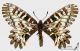 Zerynthia_polyxena_v_s.JPG