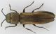 Agrilus 1.jpg