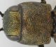 Agrilus 2.jpg