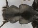 carabidae1.jpg