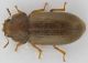 ciidae.jpg