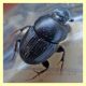 probabile Onthophagus taurus - roma - insugherata - 22.7.2010 (1).JPG