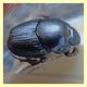 probabile Onthophagus taurus - roma - insugherata - 22.7.2010 (3).JPG