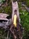 4.larva.JPG