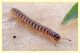 polydesmus (1).JPG