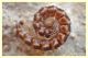 polydesmus (2).JPG