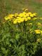 1.Tanacetum_vulgare.jpg