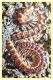 Myriapoda polydesmus.JPG