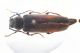 Arhopalus syriacus.jpg