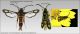 Confronto_Chamaesphecia_masariformis_Claudio_Labriola.jpg
