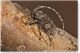 Mesosa-nebulosa-Fabricius_small.jpg