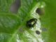 Z-0748 - F035.90 - Da Dusone con Mosca, Cimice e Biscia - 23 MAG 2009 165.jpg