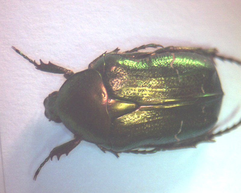 cetonia_aurata_ _001.jpg