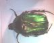 cetonia_aurata_ _002.jpg