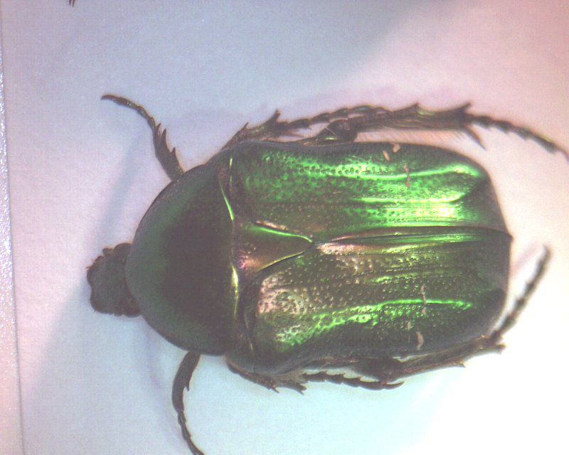 cetonia_aurata_ _002.jpg