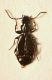 aa Carab05a.JPG