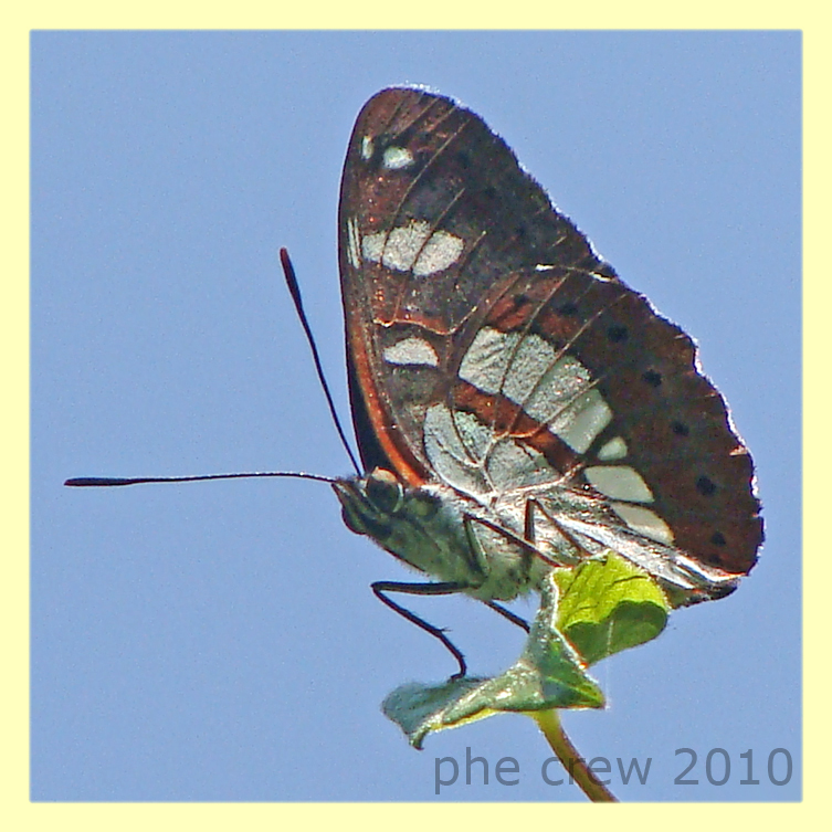 probabile Limenitis reducta.JPG