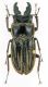 Charagmophorus lineatus (Walterhouse 1895) .jpg