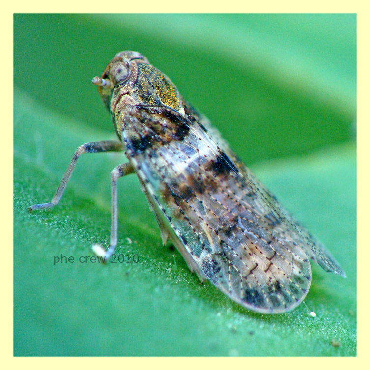 Cixius sp. marino 11.7.2010 (2).JPG