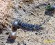 _IGP9785-crostaceo1.jpg