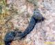 _IGP9798-crostaceo3.jpg