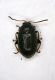 z Chrysomelide1 1.4mm.JPG