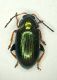 z Chrysomelide2 3mm.JPG