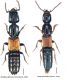 Megalinus glabratus (Gravenhorst, 1802).jpg
