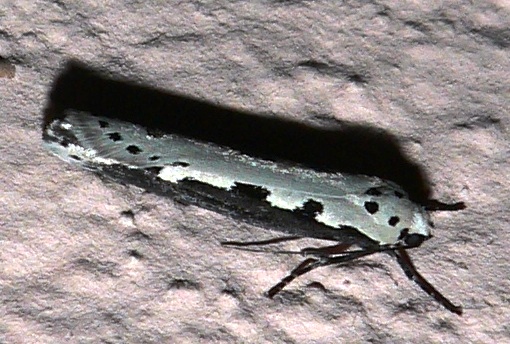 Ethmia bipunctella.JPG