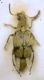 Bruchidius cf. cinerascens (Gyllenhal, 1833) .JPG