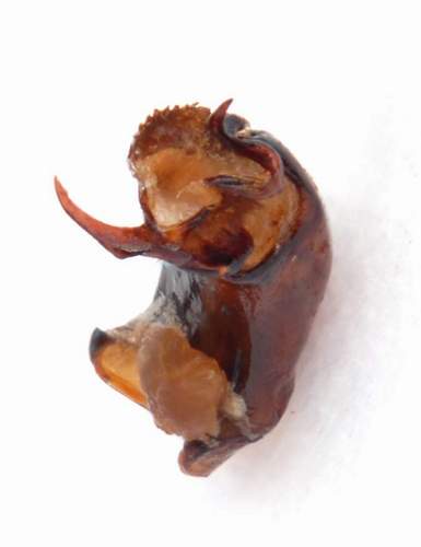 Homaloplia nicolasi corcyrae - Edeago _2.JPG