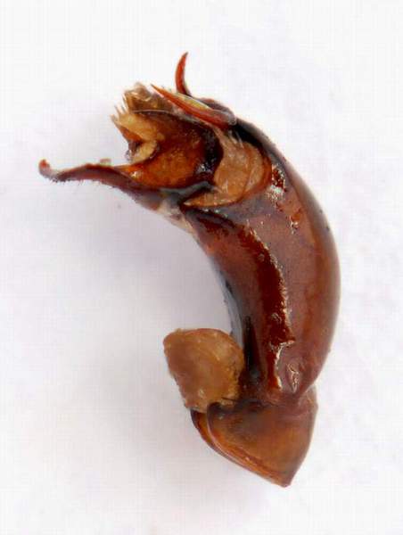 Homaloplia nicolasi corcyrae - Edeago _1.JPG