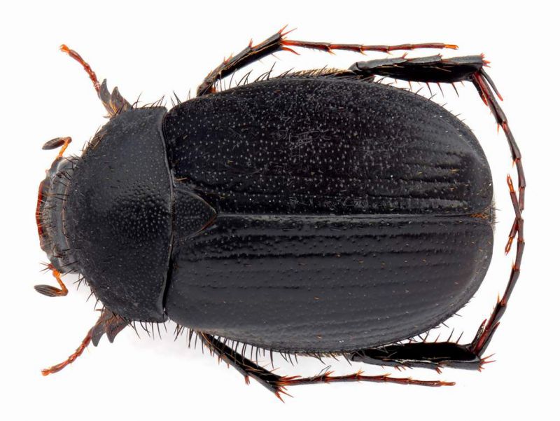 Homaloplia nicolasi corcyrae 7.5 mm.-Grecia - Konitsa - 29-V-2010_2.JPG