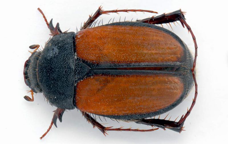 Homaloplia nicolasi corcyrae 7 mm.-Grecia - Konitsa - 29-V-2010_1.JPG