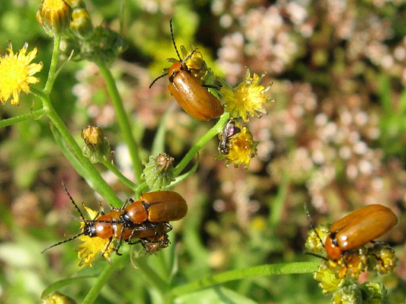 Z-1053L - F031.20 - Crap dei Traversi - 21 GIU 2008 067.jpg